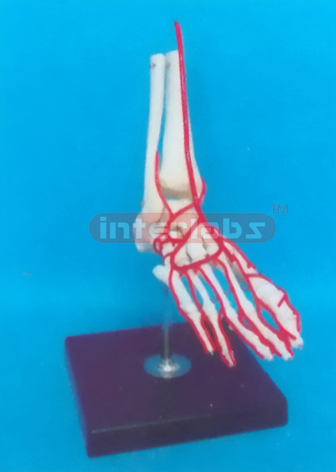 BIG ADULT HUMAN FOOT BONE WITH A PORTION OF THE TIBIA, FIBULA, ARTERY FOR SUPERFICIAL OF SOLE